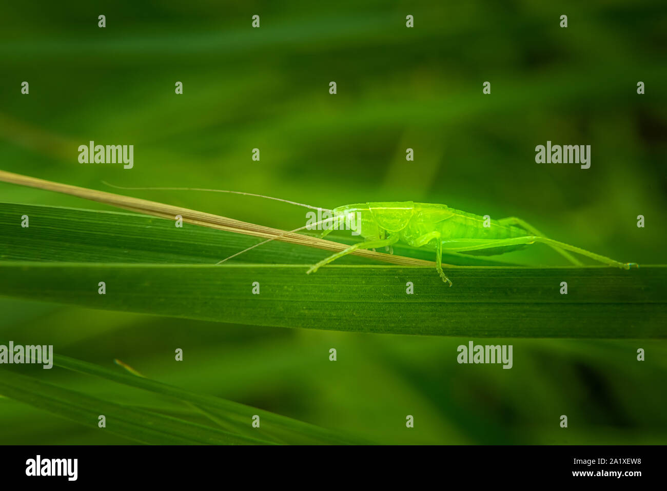 Foto macro di recentemente scoppiò verde smeraldo grasshoper nel suo ambiente naturale. Insetto è appoggiata da solo sulla lama per erba. Messa a fuoco selettiva. Unfocuse Foto Stock