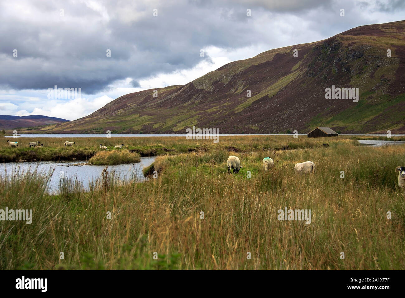 Loch Lee. Angus, Scotland, Regno Unito. A sud del Grampian Mountains. Foto Stock