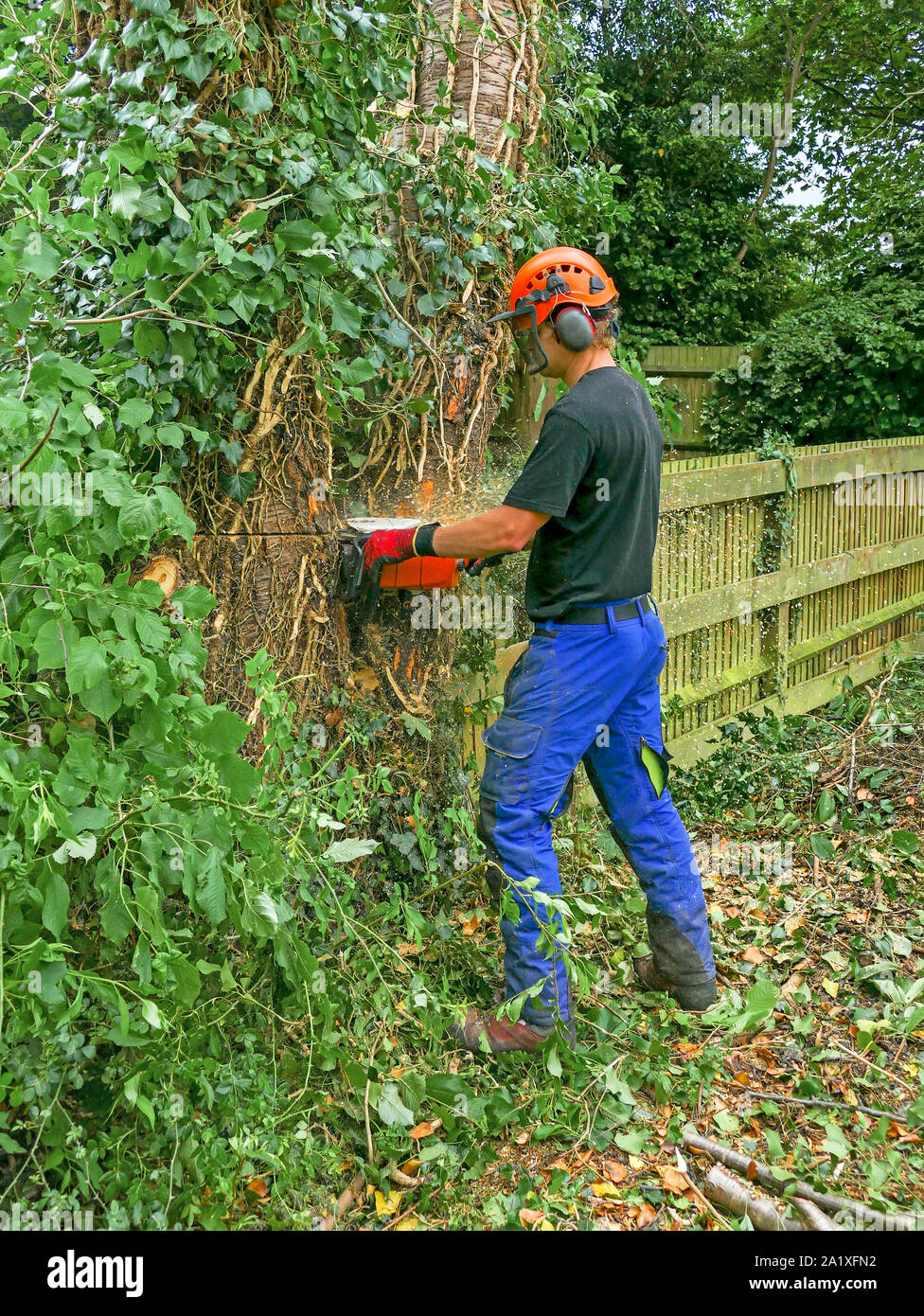 Arborist o albero chirurgo a partire per abbattere un albero utilizzando una motosega e indossare attrezzature di sicurezza. Foto Stock