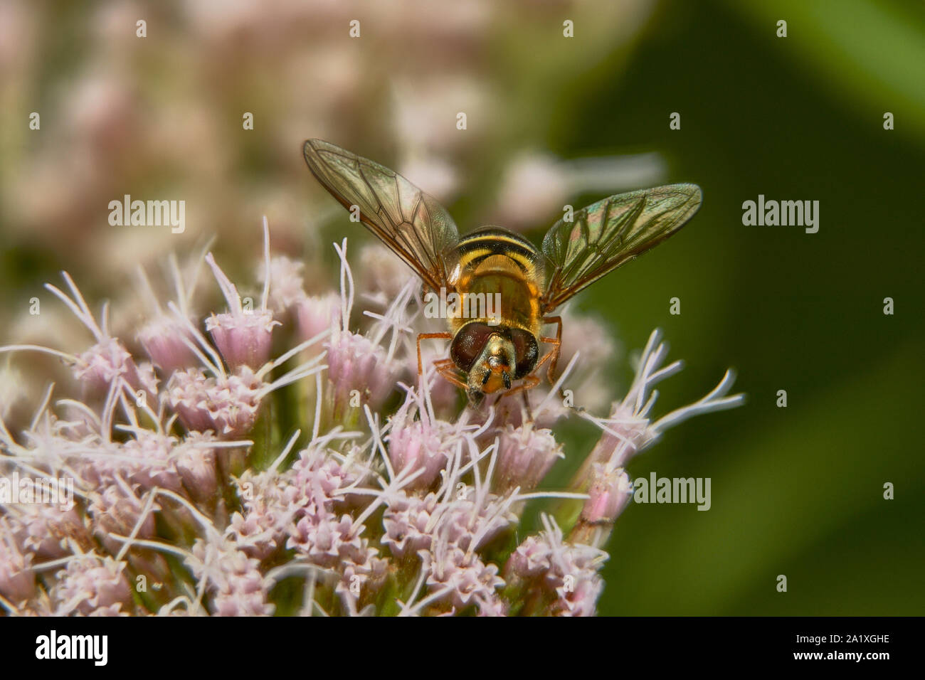 Una macro immagine di un singolo Hoverfly (Syrphidae) seduto su un fiore rosa di bere il nettare Foto Stock