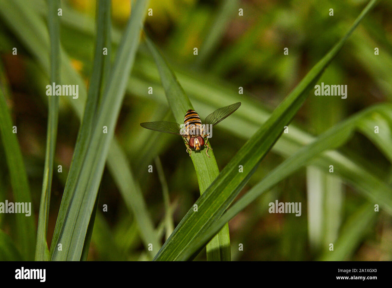 Una macro immagine di un singolo Hoverfly (Syrphidae) seduto su una foglia verde Foto Stock