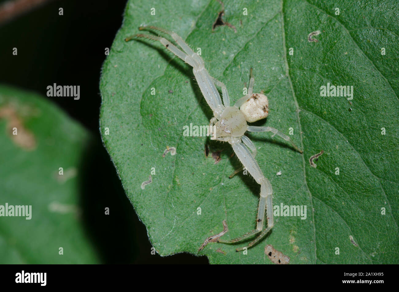 Il ragno granchio, Mecaphesa sp. Foto Stock