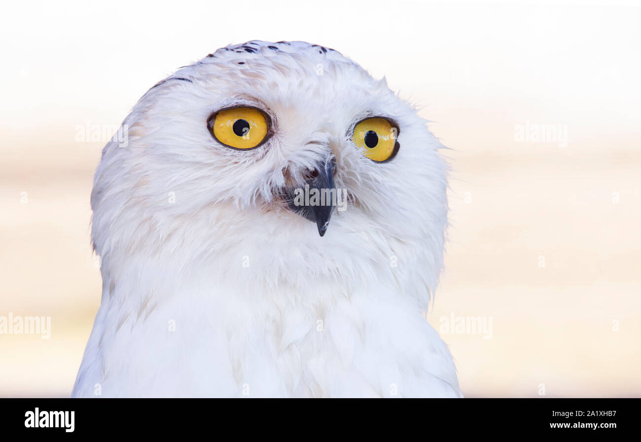 Civetta delle nevi colpo alla testa o Bubo scandiacus. Isolato su sfondo chiaro Foto Stock