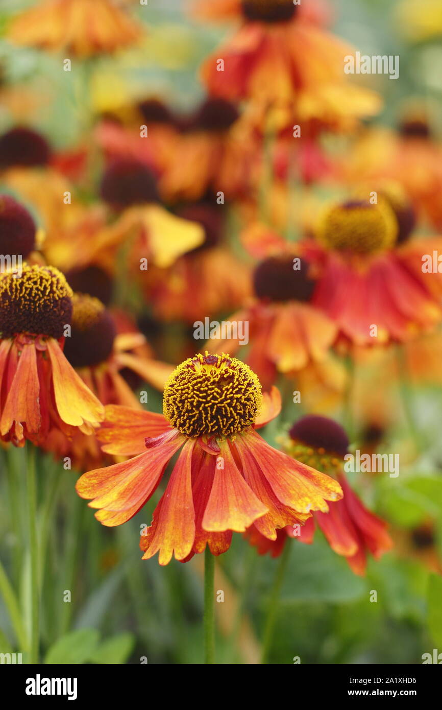 Helenium 'Moerheim bellezza'. La deriva di piantare fiori Sneezeweed in settembre. Regno Unito Foto Stock