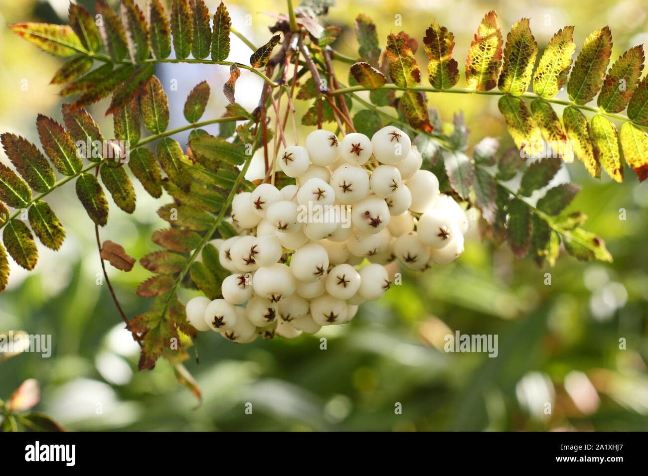 Sorbus koehneana. Bacche bianche di Koehne cenere di montagna all'inizio dell'autunno. Regno Unito Foto Stock