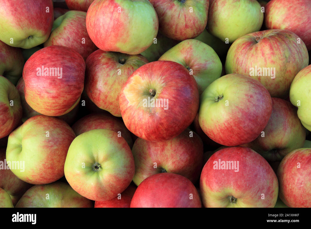 Apple 'Bushey Grove', la cottura di mele, fornelli, Malus domestica Foto Stock