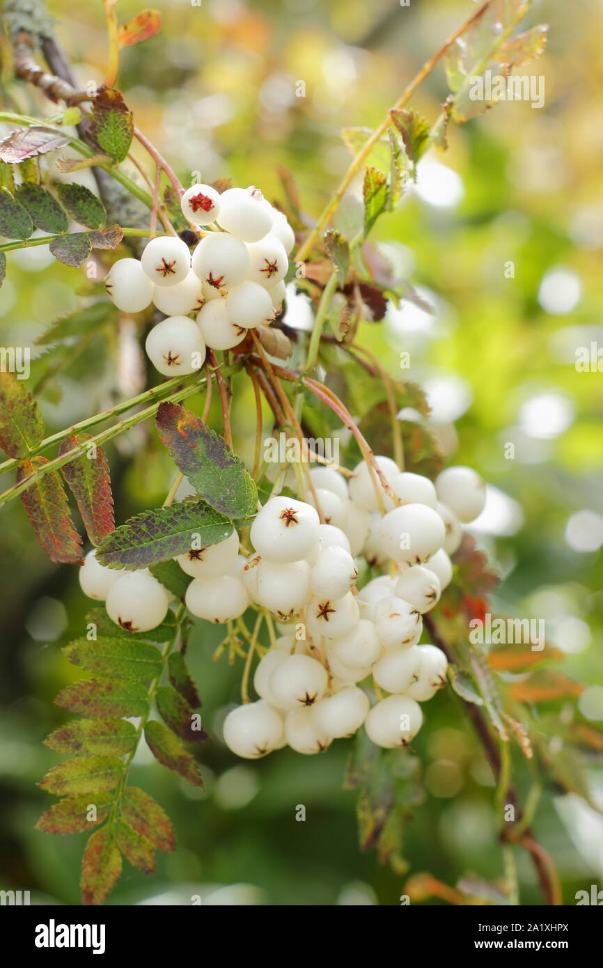 Sorbus koehneana. Bacche bianche di Koehne cenere di montagna all'inizio dell'autunno. Regno Unito Foto Stock