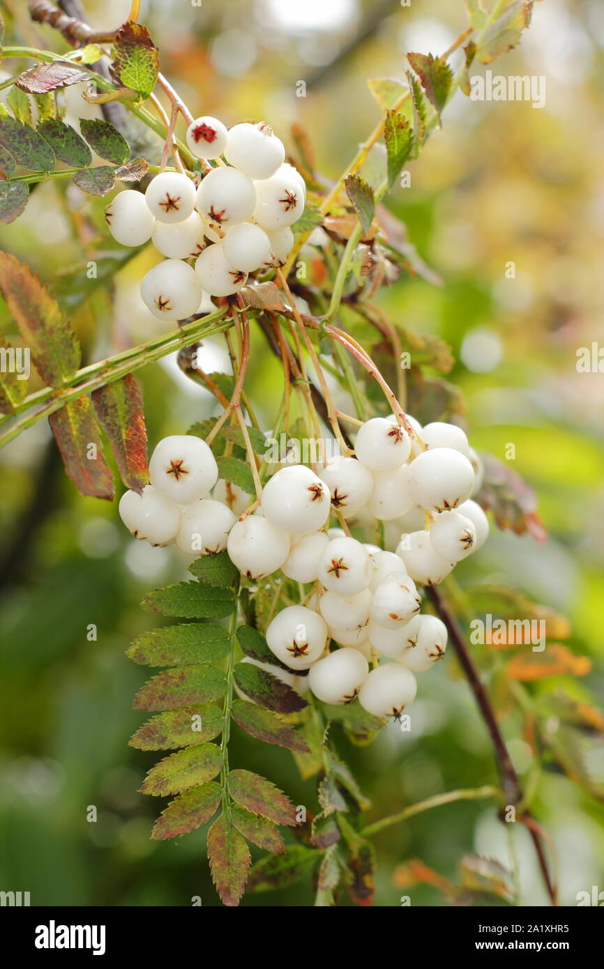 Sorbus koehneana. Bacche bianche di Koehne cenere di montagna all'inizio dell'autunno. Regno Unito Foto Stock