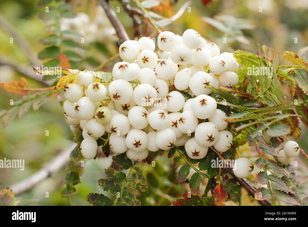 Sorbus koehneana. Bacche bianche di Koehne cenere di montagna all'inizio dell'autunno. Regno Unito Foto Stock