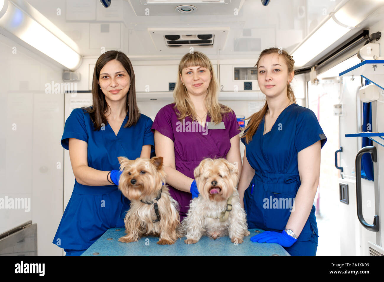 Giovani donne professionali medici di pet in posa con lo Yorkshire terrier all'interno di pet ambulanza. Gli animali il concetto di assistenza sanitaria Foto Stock