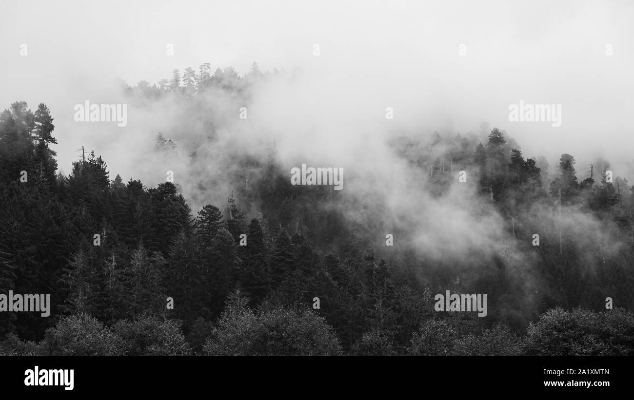 Una immagine in bianco e nero di una foresta di Redwood. Northern California, Stati Uniti d'America. Foto Stock
