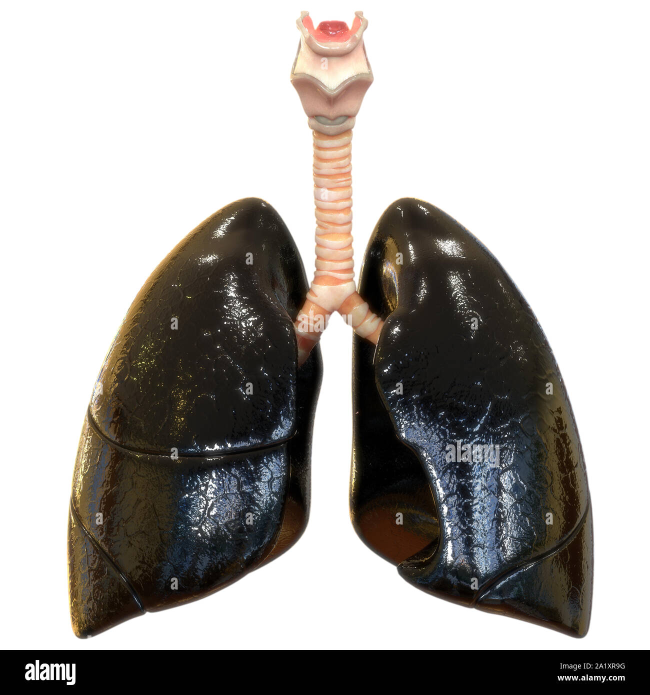 Umano Sistema respiratorio polmoni anatomia Foto Stock