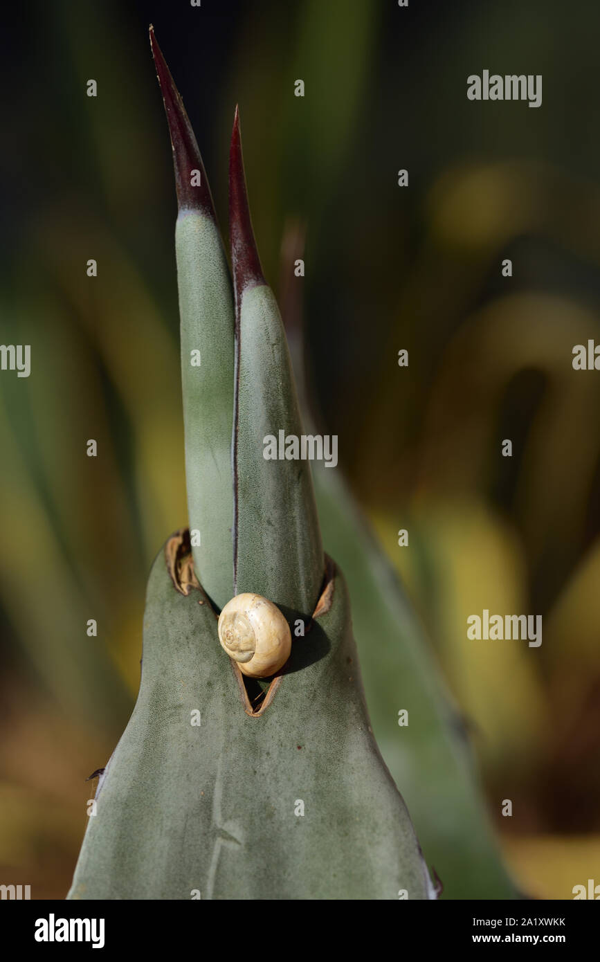 In prossimità della sommità di un agave con spine. Vi è una piccola seduta di lumaca su di esso. Le Agavi sono in Italia in estate il sole. Foto Stock