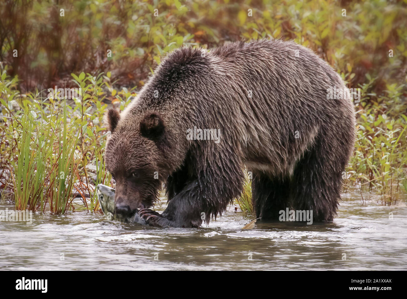 Orso grizzly nel lato del fiume cattura e mangiare salmone fresco in British Columbia, Canada Foto Stock
