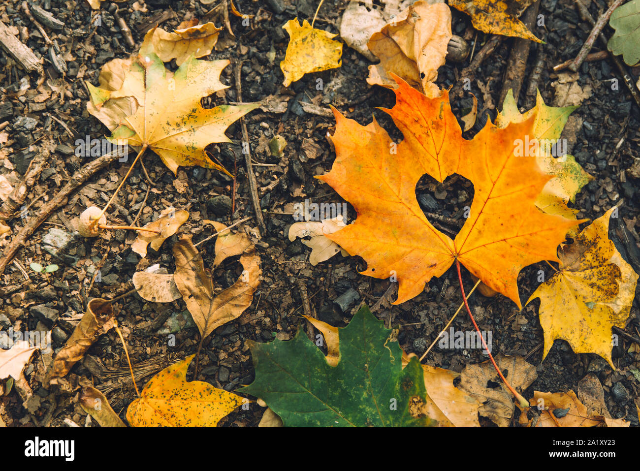Giallo maple leaf sul terreno con cuore in medio Foto Stock