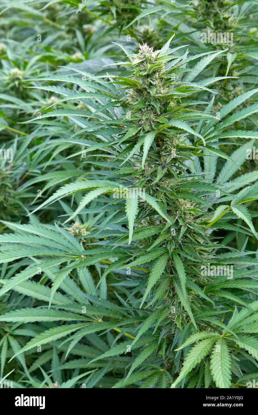 Canapa organici maturazione nel campo 'Lifter' ceppo, Cannabis sativa, Oregon. Foto Stock