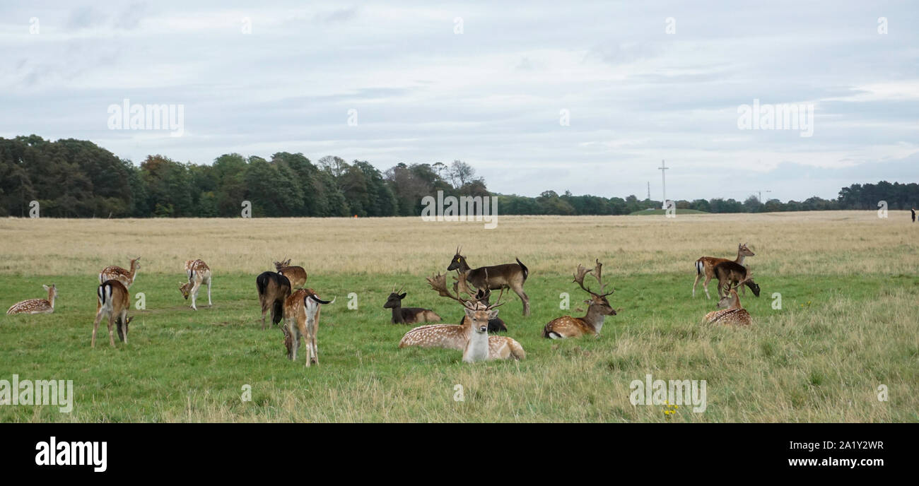Un gruppo di cervi nel Phoenix Park, Dublino, Irlanda con la Croce Papale sullo sfondo. Foto Stock