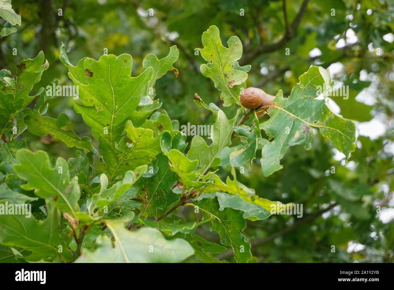 Close up della foglia e acorn di un Englisk quercia. Foto Stock