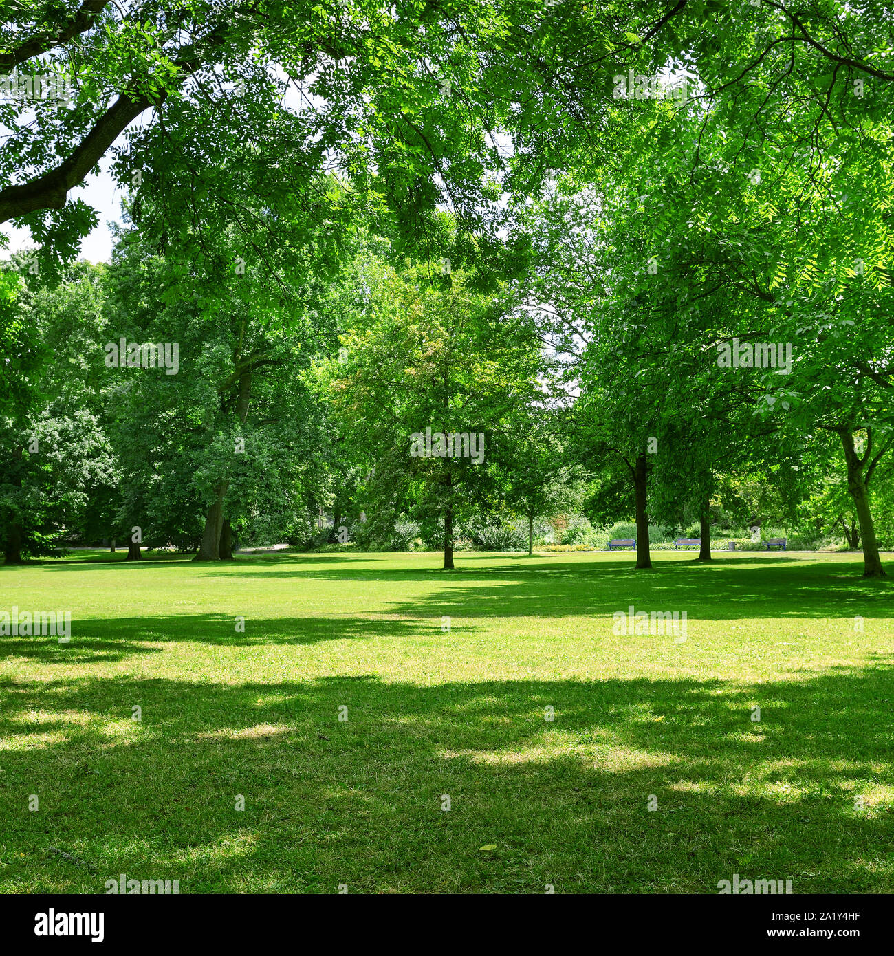 Bel prato nel parco Foto Stock