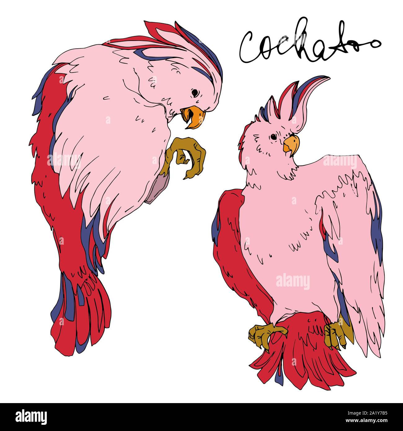 Vettore di uccelli del cielo cacatua in un isolato della fauna selvatica. Libertà selvaggia, uccello con ali battenti. Bianco e nero inchiostro inciso art. Isolato illustratio parrot Illustrazione Vettoriale