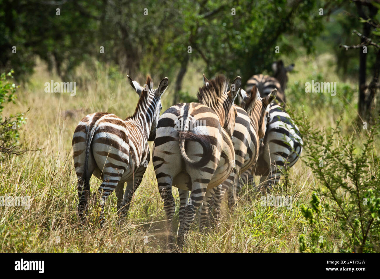 Zebra, zebre scappare, ritirandosi (Quagga) Lake Mburo National Park, Uganda, Africa orientale Foto Stock