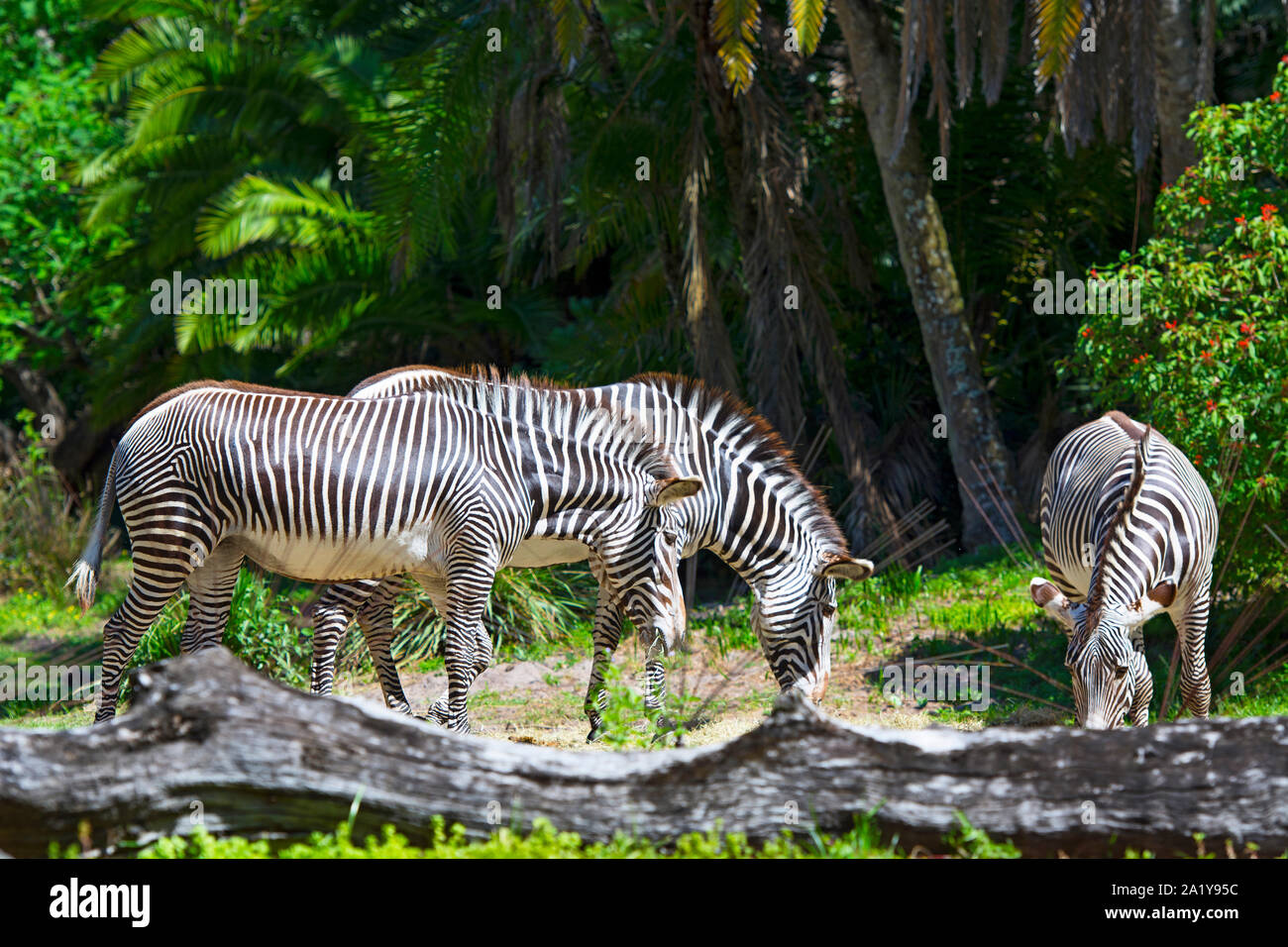 Zebra, zebre (Guagga) al Regno degli Animali di Disney World, a Orlando, Florida Foto Stock
