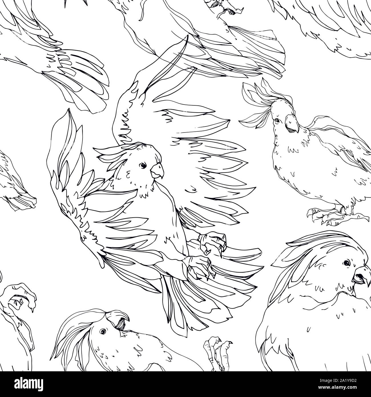 Vettore di uccelli del cielo cacatua in un isolato della fauna selvatica. Libertà selvaggia, uccello con ali battenti. Bianco e nero inchiostro inciso art. Perfetta configurazione di sfondo Illustrazione Vettoriale
