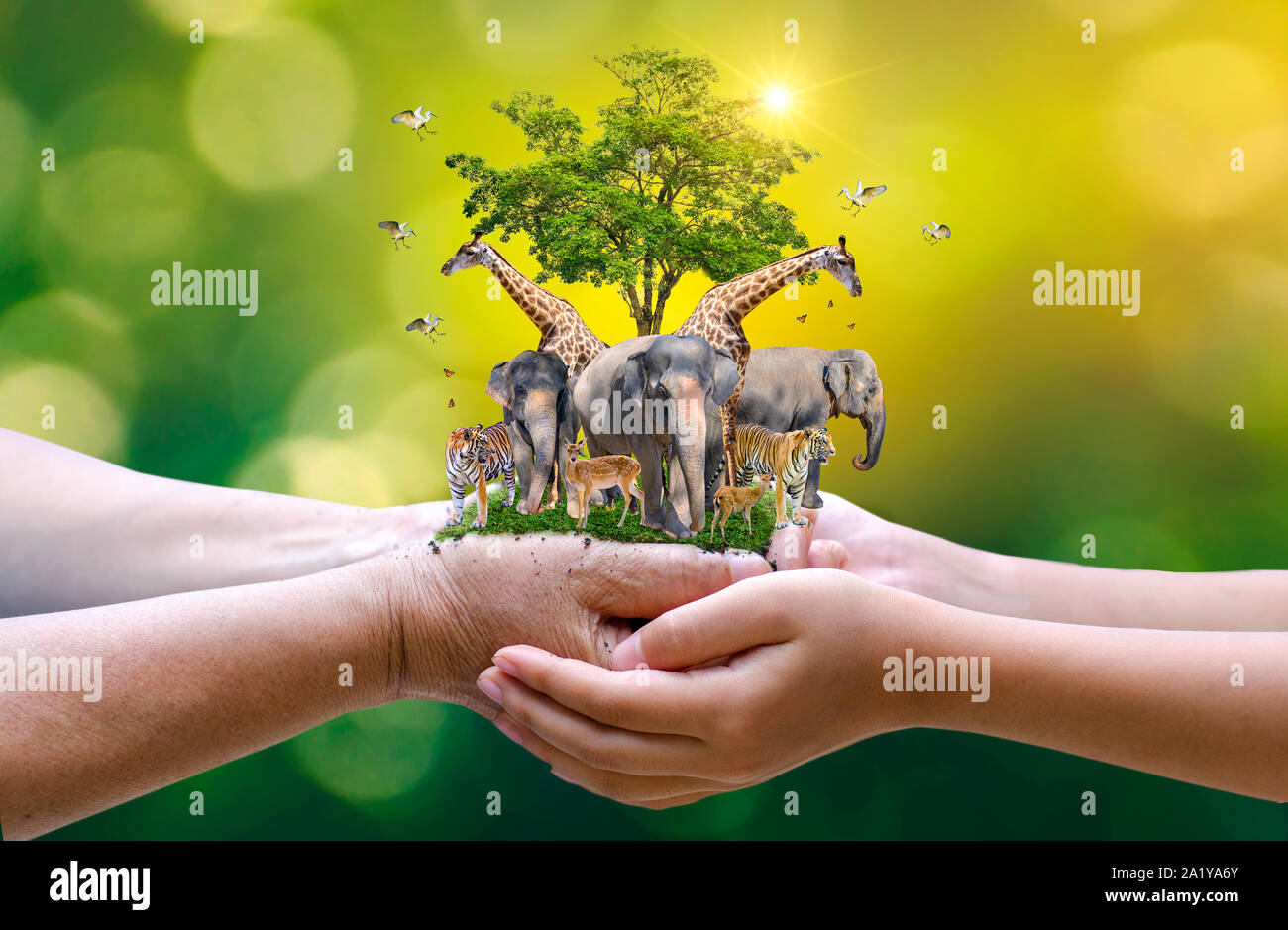Concetto riserva naturale conservare la riserva faunistica tiger Deer Riscaldamento globale Cibo focaccia ecologia mani umane proteggendo il selvaggio e animali selvatici tigri d Foto Stock