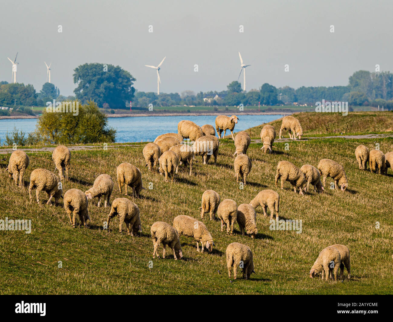 Pecore al pascolo godendo di erba verde farmland in una diga sul fiume Foto Stock