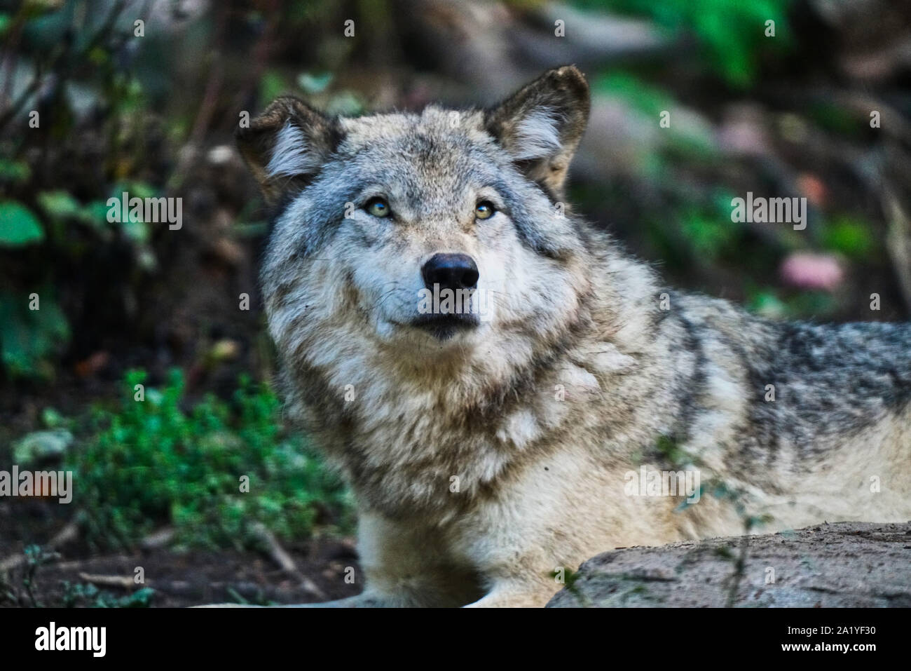 Montebello,Quebec,Canada,Settembre 29,2019.Gray lupi in una riserva di parco naturale a Montebello,Quebec,Canada.Credit: Mario Beauregard/Alamy News Foto Stock