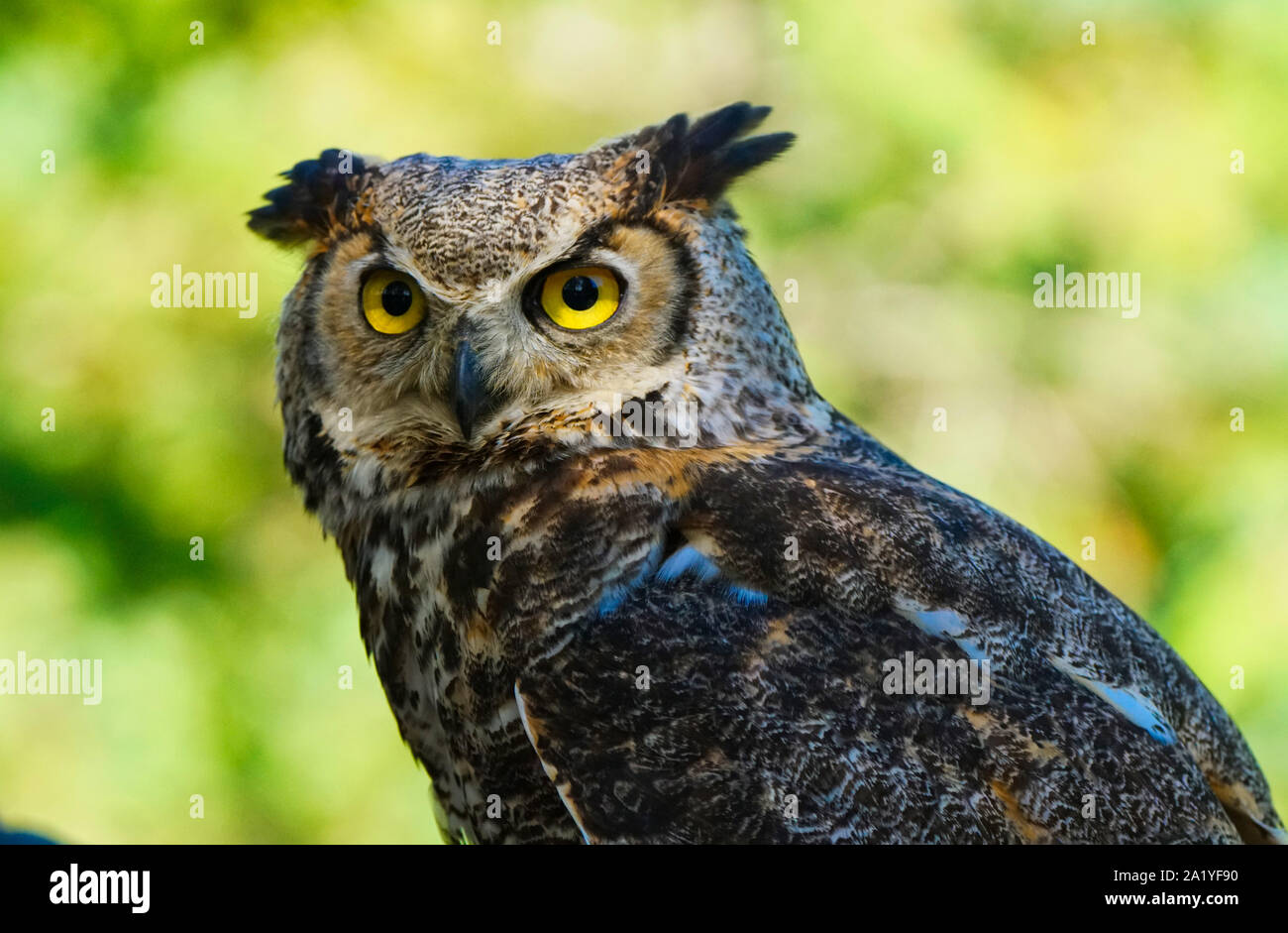 Montréal, Québec, Canada,settembre 29,2019.Un grande-cornuto owl un parco della fauna selvatica in Riserva Montebello,Quebec,Canada.Credit:Mario Beauregard/Alamy News Foto Stock