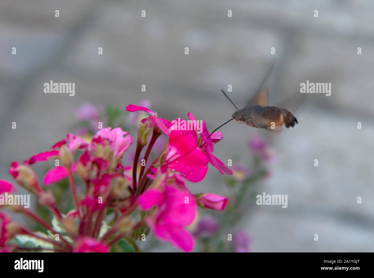 Hummingbird Hawk- tignola-Macroglossum stellatarum alimentazione su fiori. Foto Stock