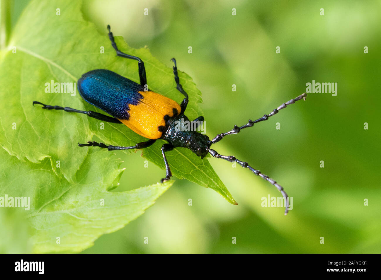 Bella blu e giallo closeup insetto Foto Stock