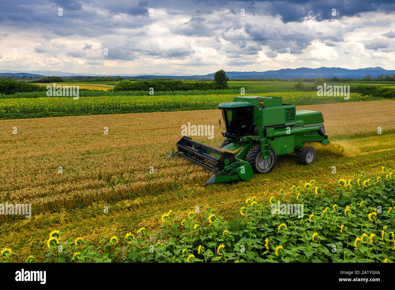 Macchina trebbiatrice per il raccolto del frumento di lavoro nel campo. Macchina mietitrebbiatrice agricoltura raccolta macchina golden mature campo di grano. Agricoltura Vista aerea Foto Stock