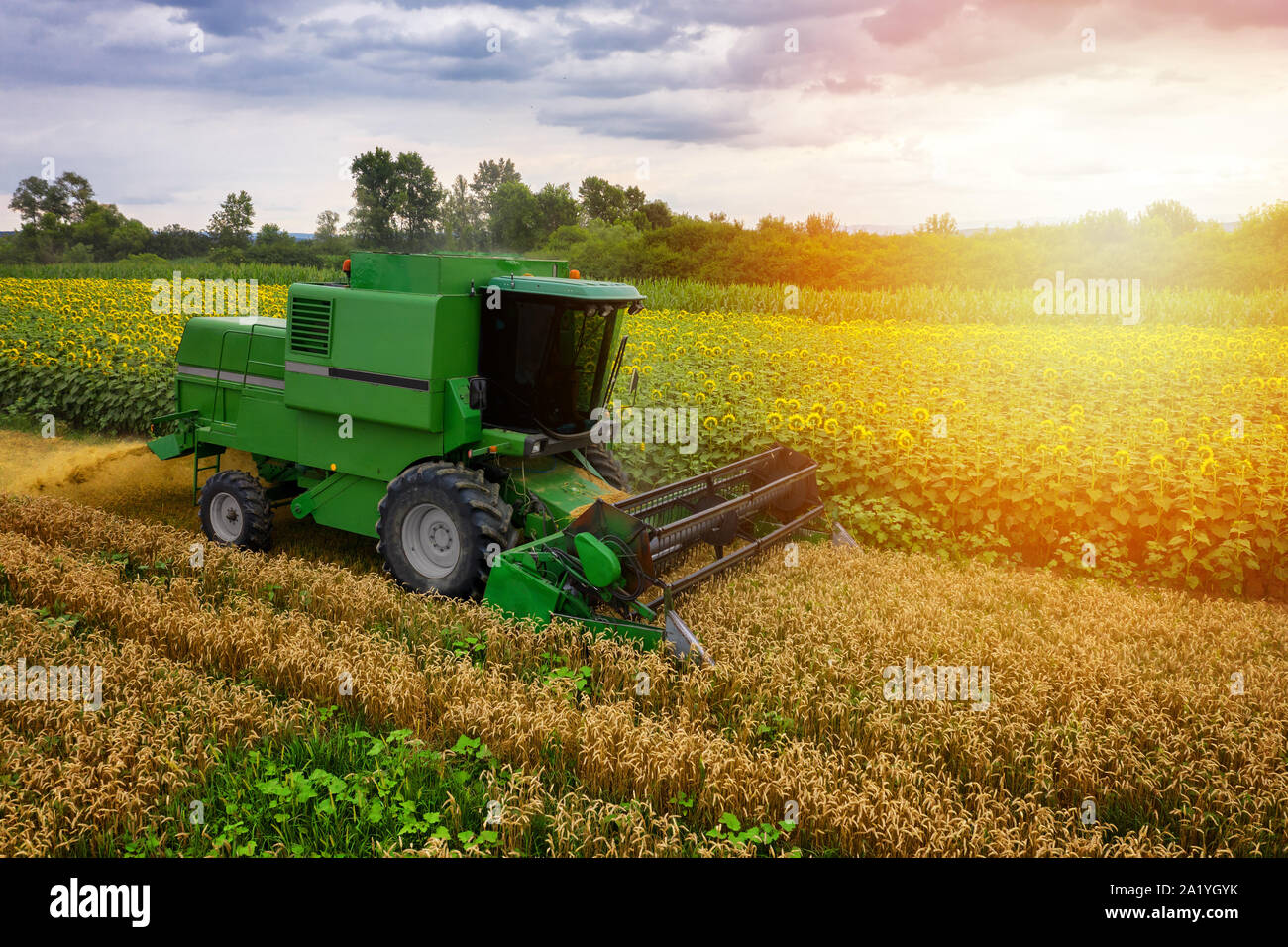 Mietitrebbia su un campo di grano con cielo blu, drone vista aerea Foto Stock