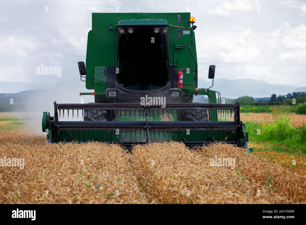 Mietitrebbia in azione sul campo di grano. La raccolta è il processo di raccolta di un raccolto maturo dai campi. Foto Stock