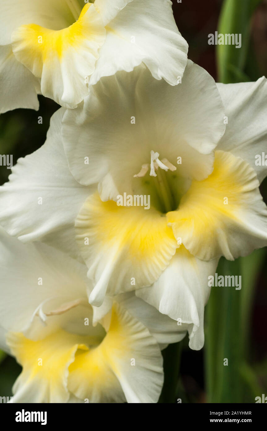 Close up di grandi il bianco e il giallo dei fiori di gladiolus rompere O'Dawn mostra lo stigma e stami Foto Stock