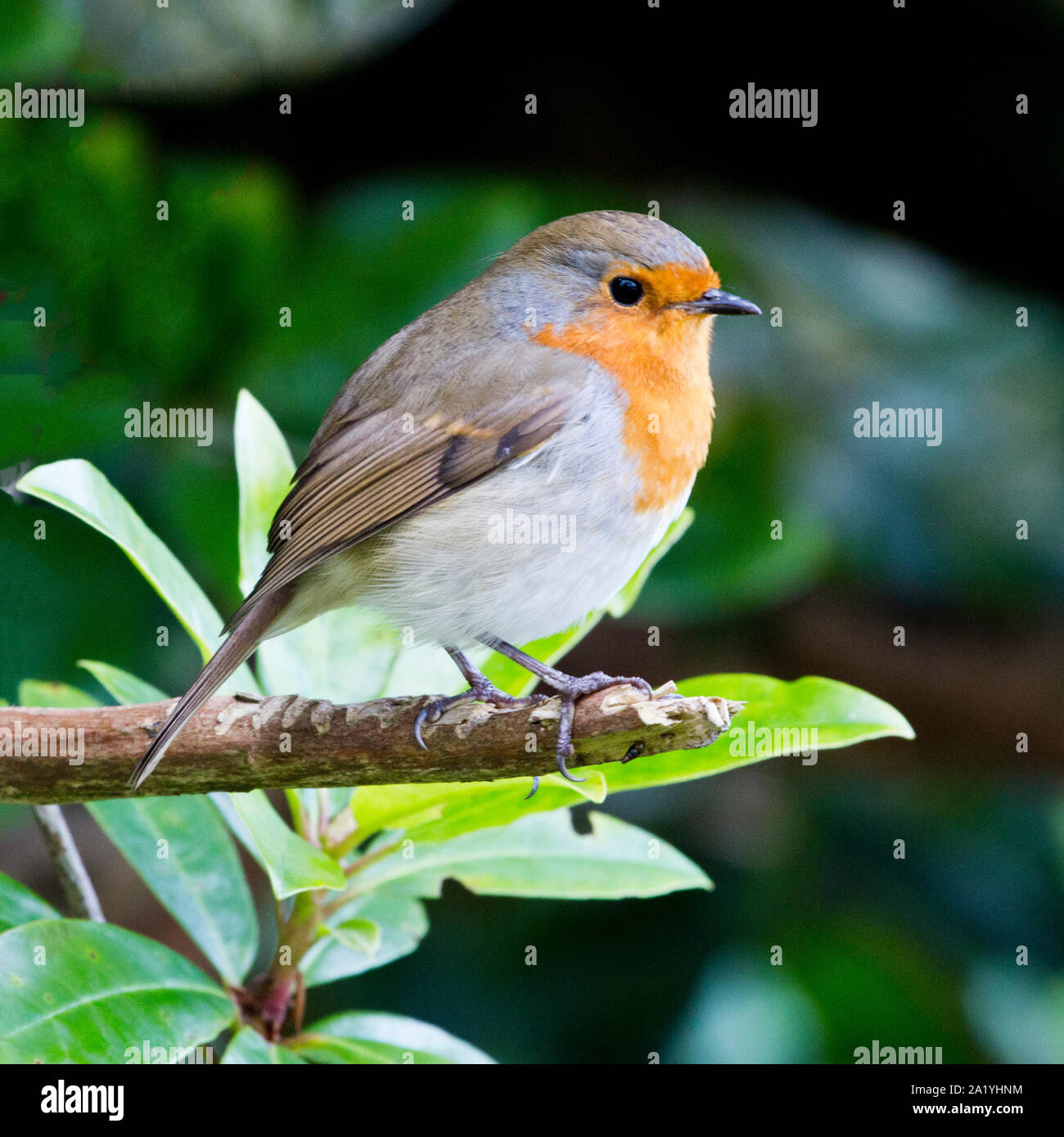 Robin europea nelle Highlands scozzesi Foto Stock