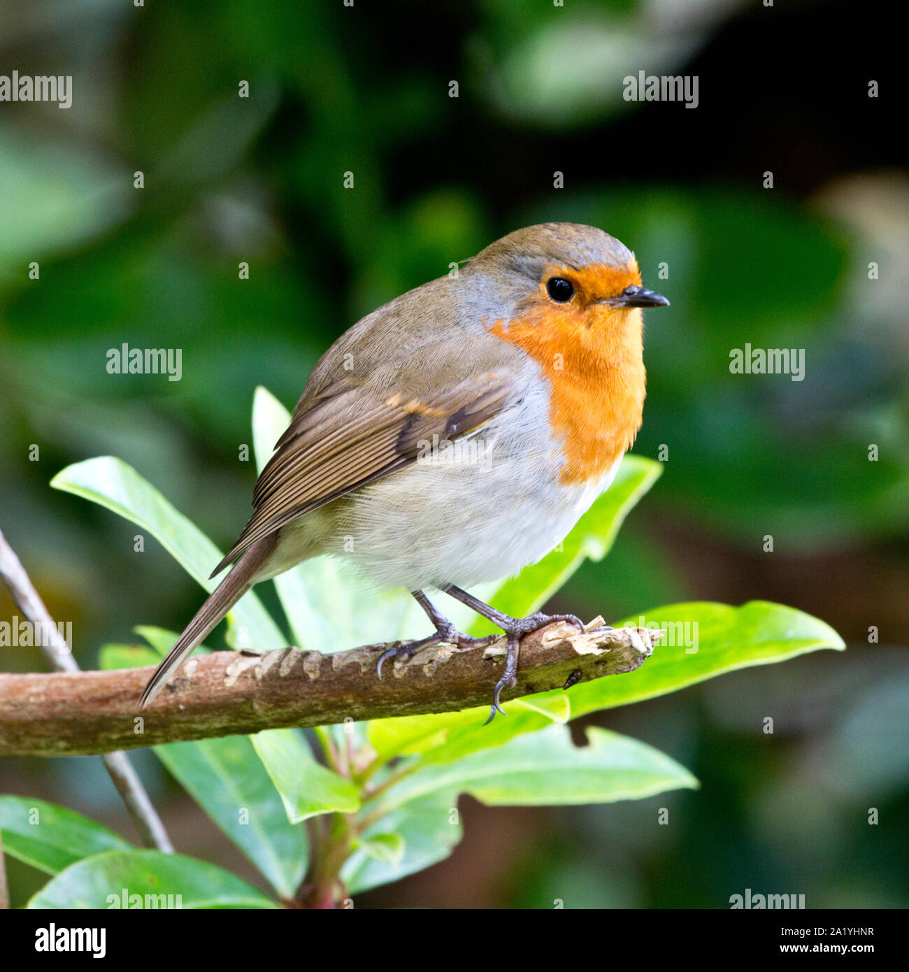 Robin europea nelle Highlands scozzesi Foto Stock