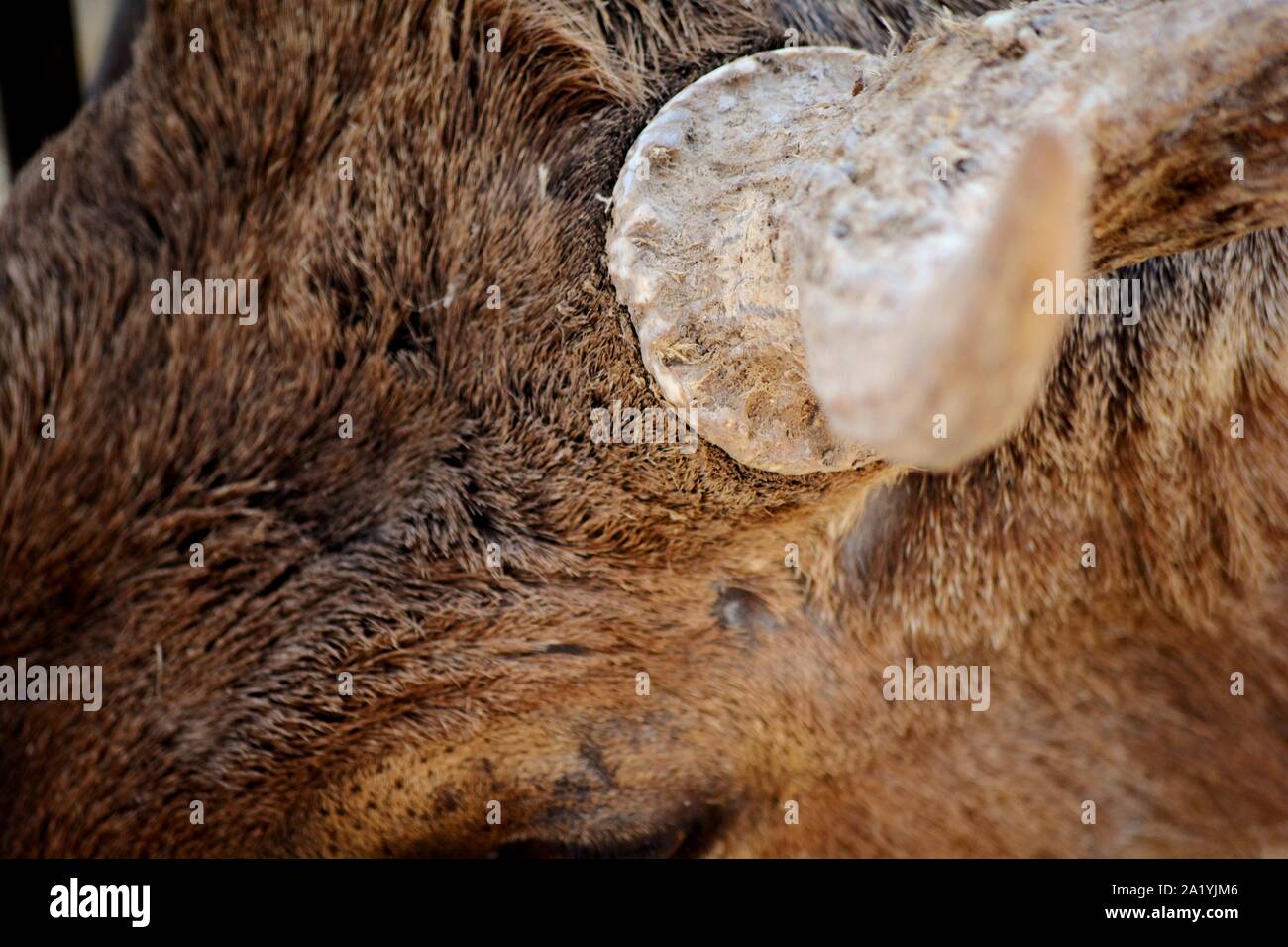 Il corno di cervo Foto Stock