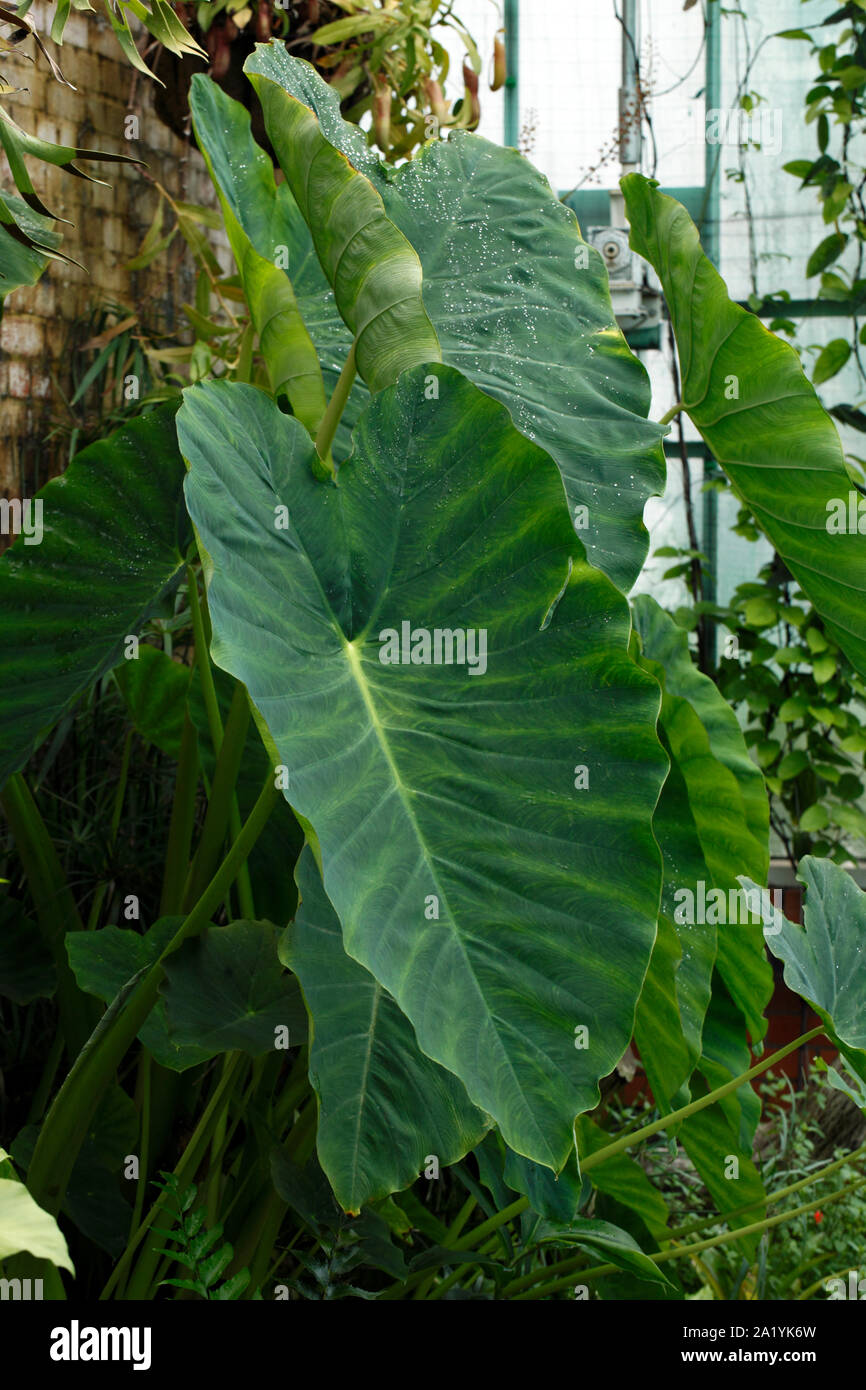 Gigantesche foglie della pianta di Alocasia. Elephant le orecchie. Foto Stock