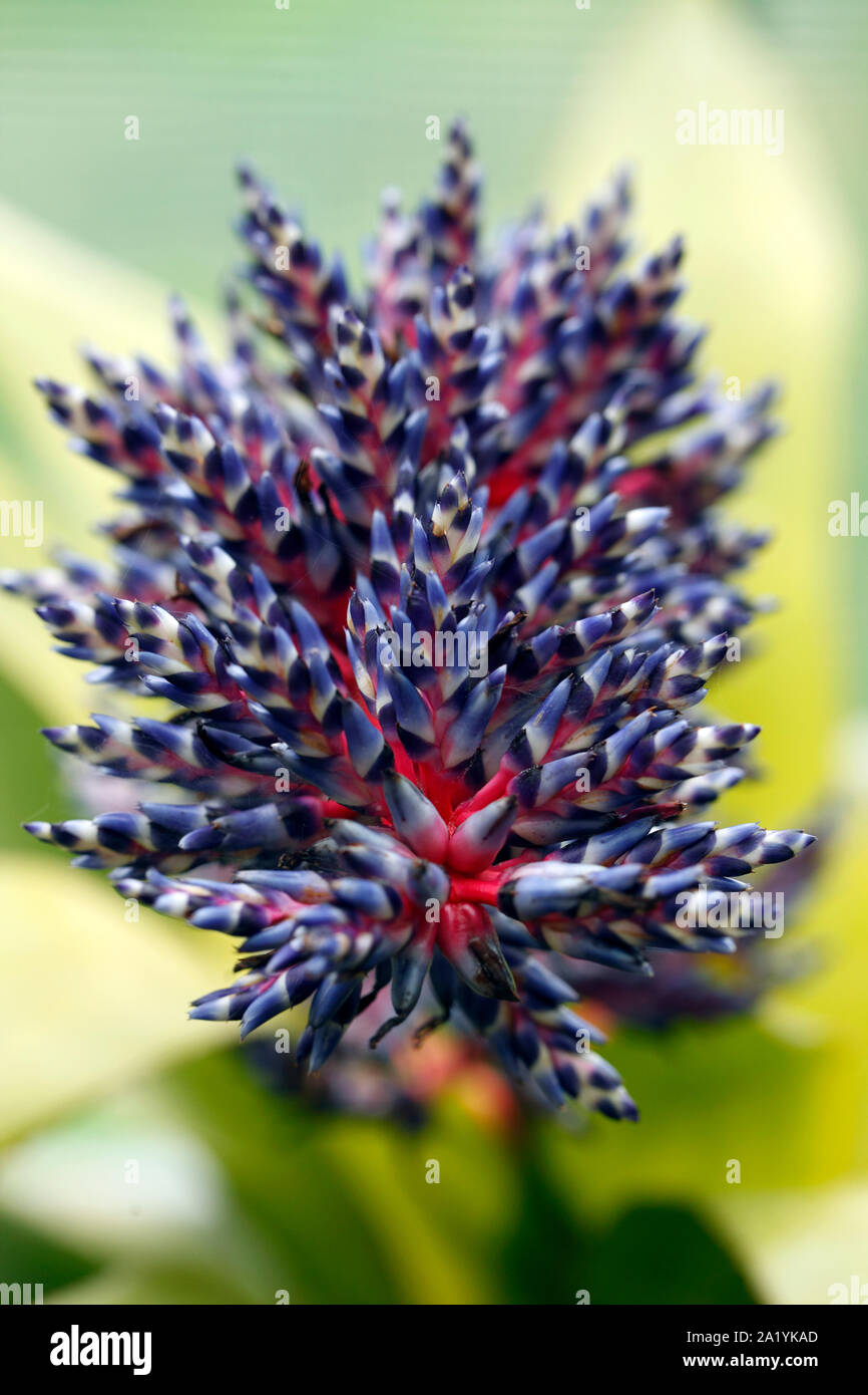 Gli steli dei fiori del Aechmea Blue Tango o blu cultivar di pioggia bromeliaceae, bromeliad Foto Stock