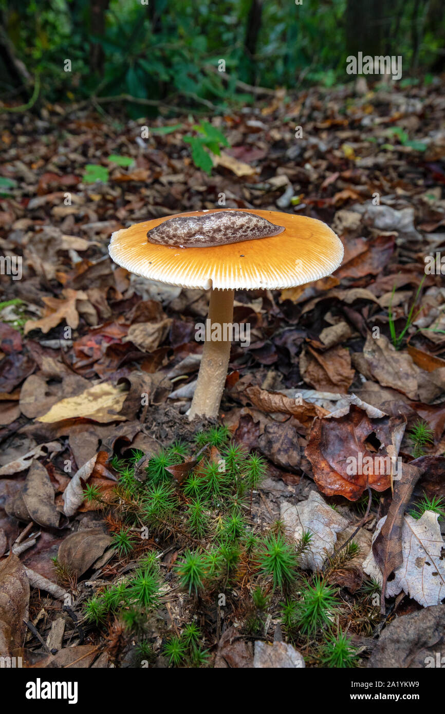 Slug sulla parte superiore del fungo su Barnet Branch Trail - Pisgah National Forest, vicino Brevard, North Carolina, STATI UNITI D'AMERICA Foto Stock