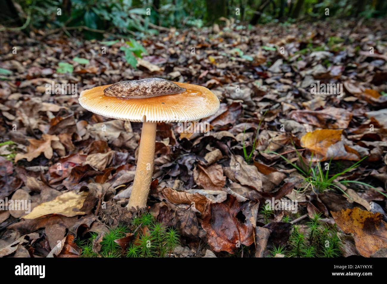 Slug sulla parte superiore del fungo su Barnet Branch Trail - Pisgah National Forest, vicino Brevard, North Carolina, STATI UNITI D'AMERICA Foto Stock