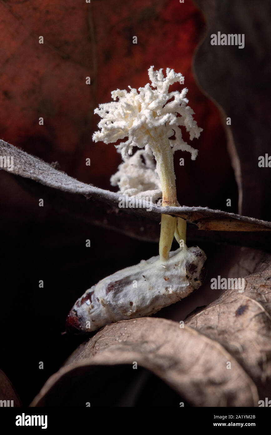 Cordyceps specie di fungo entomopathogenic parasitising moth - Letti Rosa Trail - Pisgah National Forest, vicino Brevard, North Carolina, STATI UNITI D'AMERICA Foto Stock