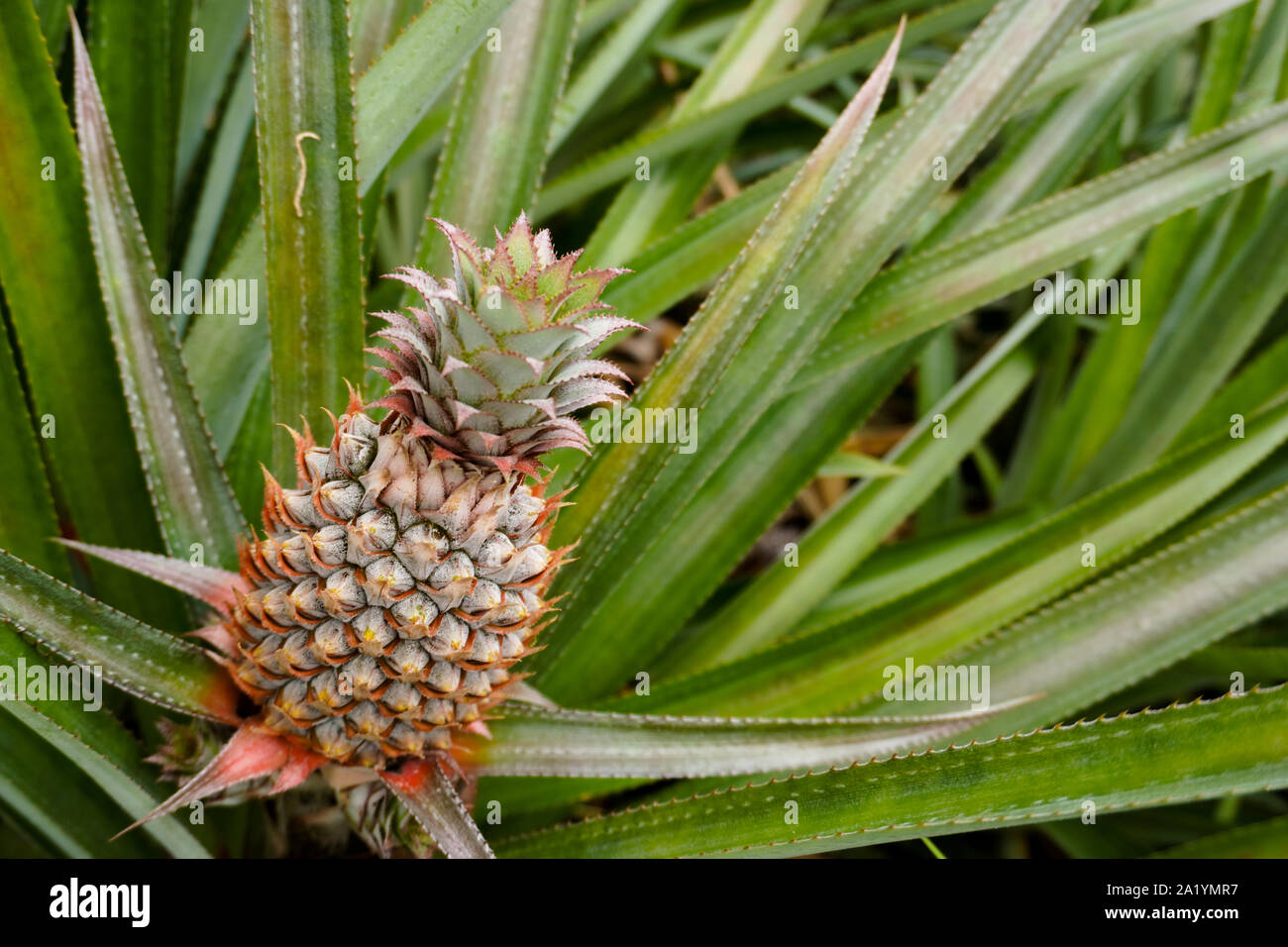 Un ananas cresce in un campo in Polinesia francese; l'immagine di sfondo con spazio di copia Foto Stock