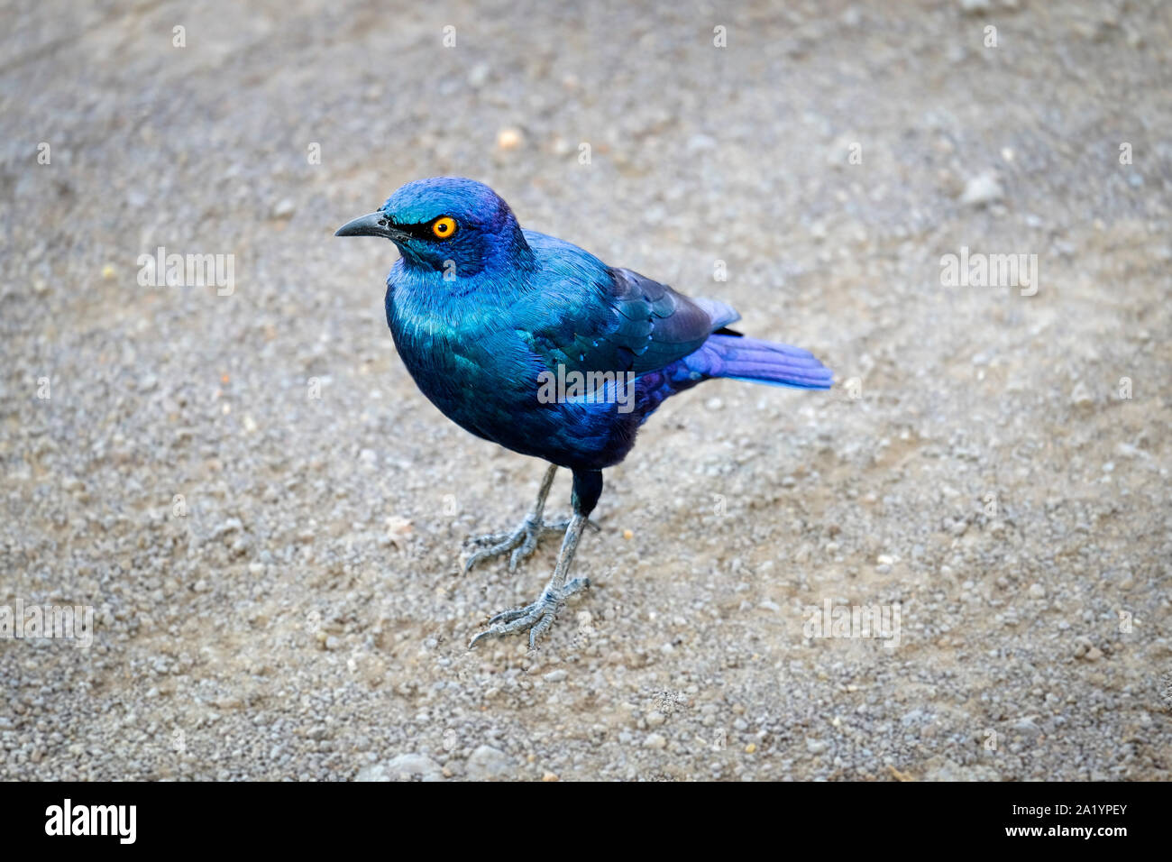 Maggiore-blu-eared Starling permanente sulla sporcizia Foto Stock