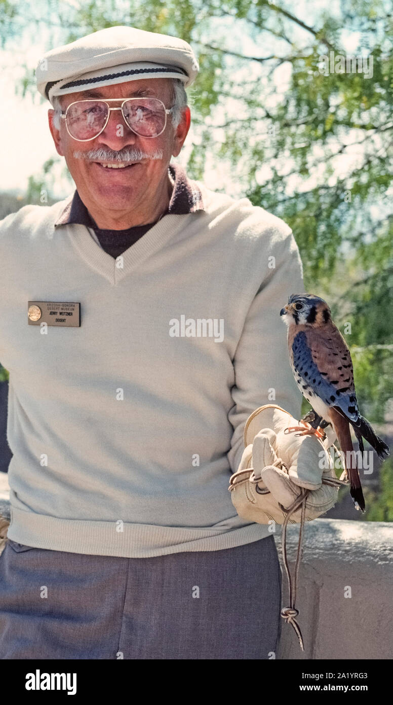 Un maschio di docente detiene un American gheppio (Falco sparverius) mentre egli dà una dimostrazione circa gli uccelli rapaci per visitatori presso il famoso Arizona-Sonora Desert Museum di Tucson, Arizona, Stati Uniti. Talvolta chiamato sparviero, il gheppio è il più piccolo e più comuni falcon in Nord America. Arroccato su un uomo di un guanto mano protetta e collegato da un cuoio jess (cavo), il bello piccolo raptor è tra le decine di uccelli, mammiferi, rettili, anfibi e insetti che può essere visto a questo 98-acro indoor/outdoor del museo di storia naturale. Foto Stock