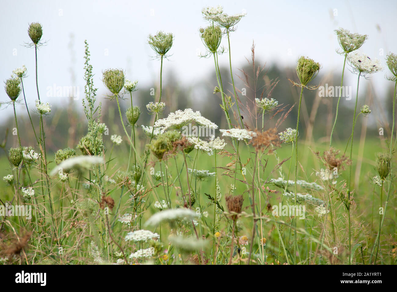 Wild carota, Daucus carota pianta Foto Stock