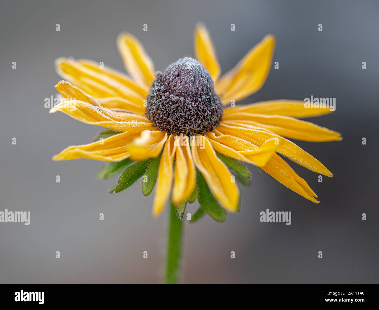 Un gelido black-eyed Susan Foto Stock